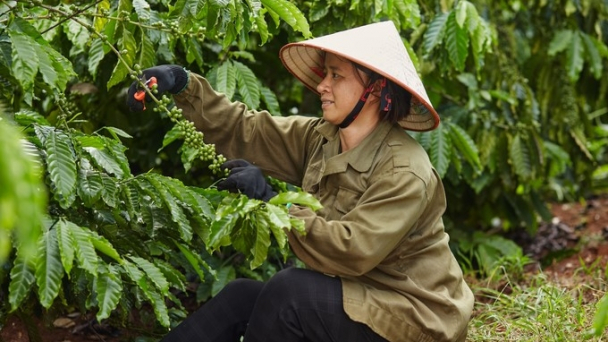 Nestlé ranks first in sustainable development in the field of coffee production